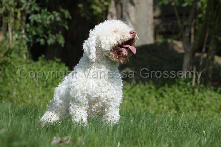 LAGOTTO 009.jpg